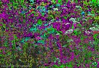 Expressionist Flowers  Mixed Summer Flowers #4020